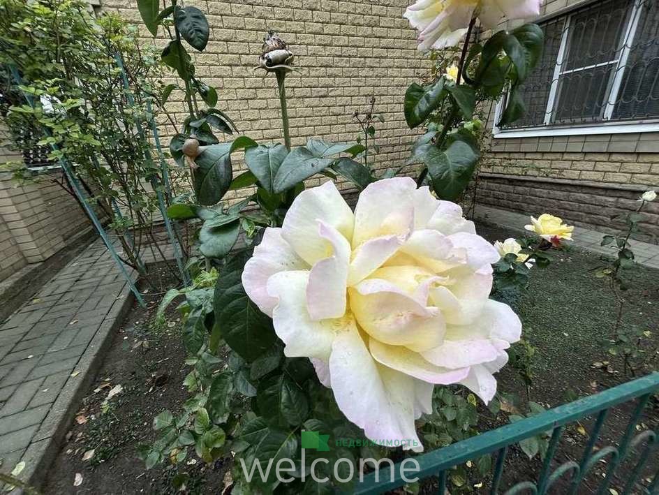 Превью